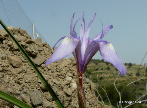 Moraea sisynrinchium (L.) KER GAWL.