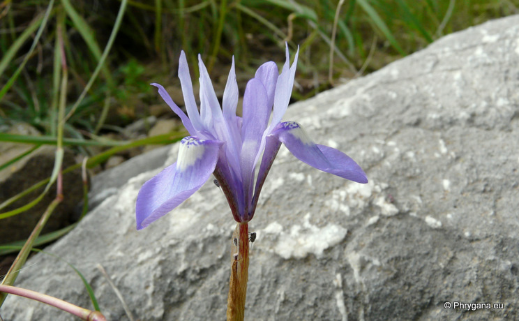 Moraea sisyrinchium (L.) KER GAWL.