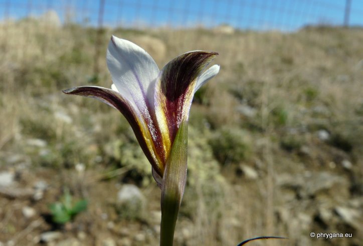 Romulea bulbocodium (L.) SEBAST. & MAURI var. bulbocodium