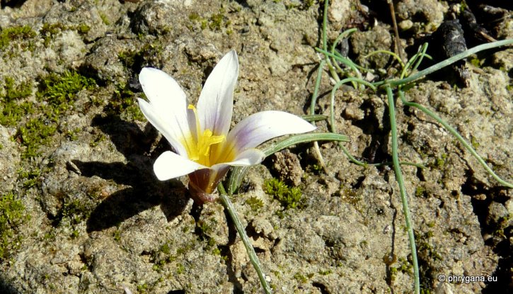 Romulea bulbocodium (L.) SEBAST. & MAURI var. bulbocodium