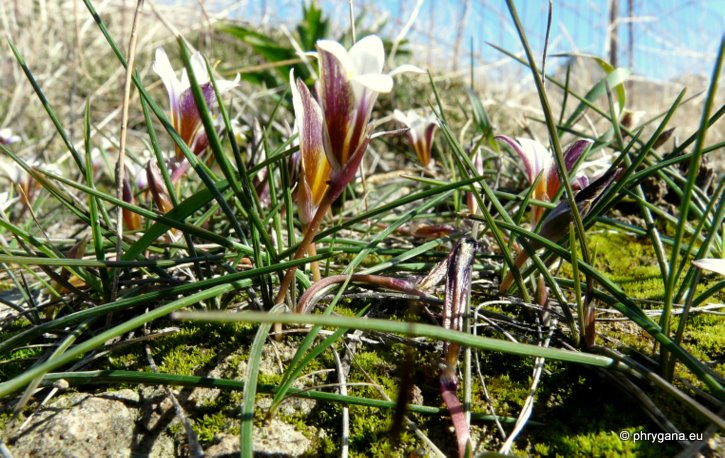 Romulea bulbocodium (L.) SEBAST. & MAURI var. bulbocodium