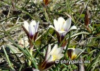 Romulea bulbocodium (L.) SEBAST. & MAURI var. bulbocodium