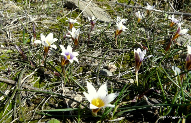 Romulea bulbocodium (L.) SEBAST. & MAURI var. bulbocodium