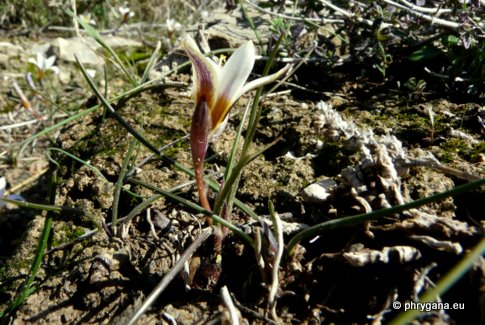 Romulea bulbocodium (L.) SEBAST. & MAURI var. bulbocodium