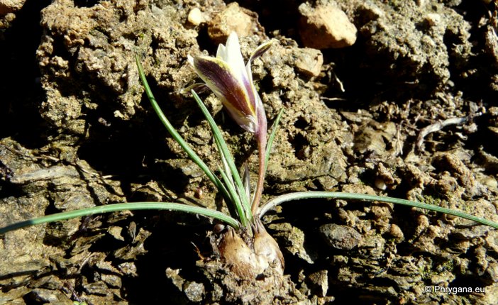 Romulea bulbocodium (L.) SEBAST. & MAURI var. bulbocodium