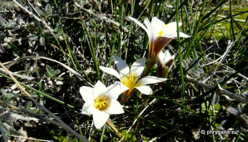 Romulea bulbocodium (L.) SEBAST. & MAURI var. bulbocodium