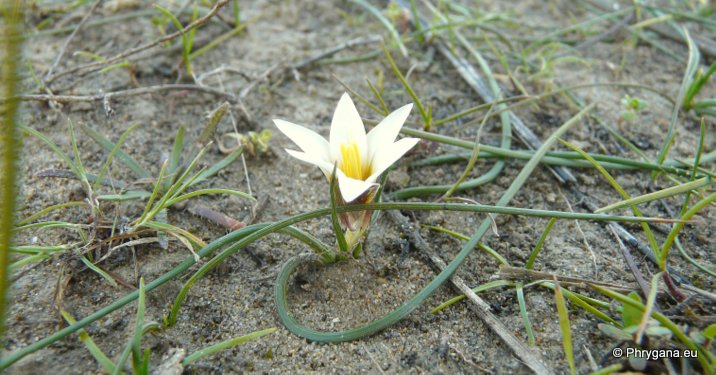 Romulea bulbocodium (L.) SEBAST. & MAURI var. bulbocodium