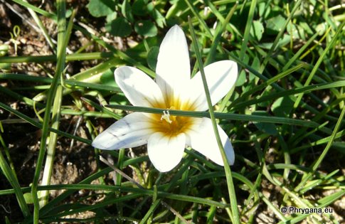 Romulea bulbocodium (L.) SEBAST. & MAURI var. bulbocodium