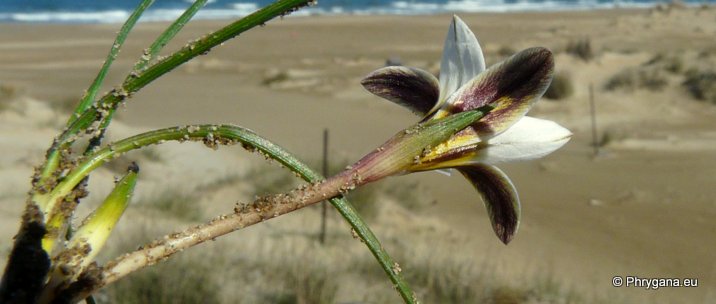 Romulea bulbocodium (L.) SEBAST. & MAURI var. bulbocodium