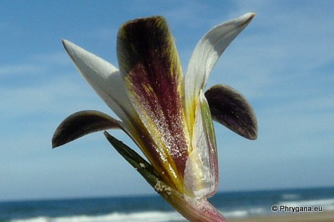 Romulea bulbocodium (L.) SEBAST. & MAURI var. bulbocodium