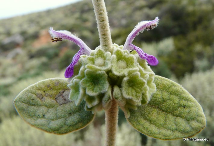 Ballota pseudodictamnus (L.) BENTH. subsp. pseudodictamnus