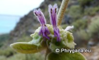 Ballota pseudodictamnus (L.) BENTH. subsp. pseudodictamnus