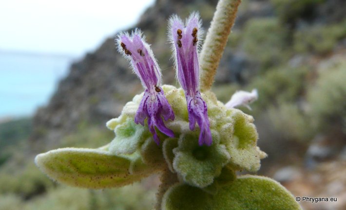 Ballota pseudodictamnus (L.) BENTH. subsp. pseudodictamnus