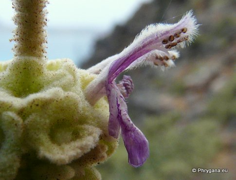 Ballota pseudodictamnus (L.) BENTH. subsp. pseudodictamnus