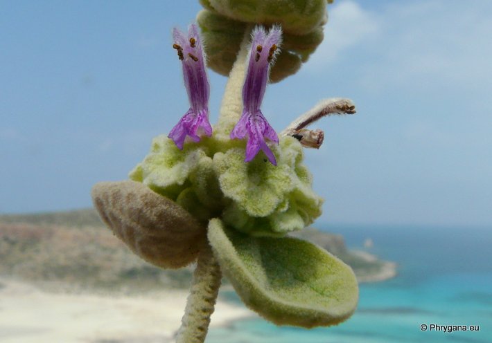 Ballota pseudodictamnus (L.) BENTH. subsp. pseudodictamnus