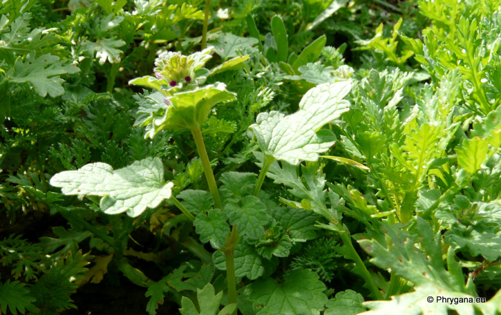 Lamium amplexicaule L.