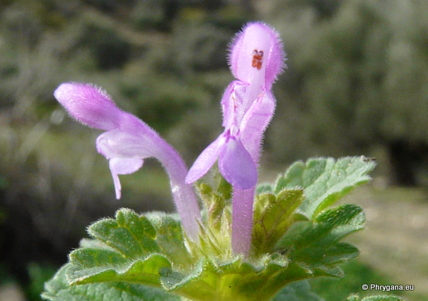 Lamium amplexicaule L.