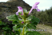 Lamium amplexicaule L.