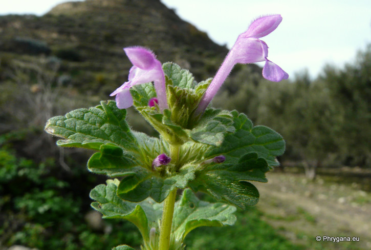 Lamium amplexicaule L.