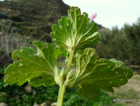 Lamium amplexicaule L.