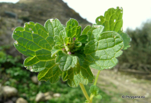 Lamium amplexicaule L.