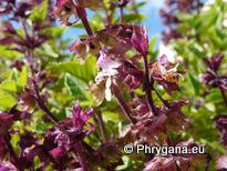 Ocimum basilicum L. var. thyrsiflorum BENTH.