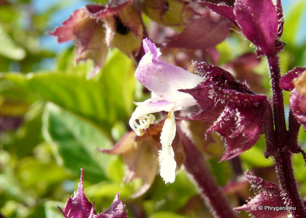 Ocimum basilicum L. var. thyrsiflorum BENTH.