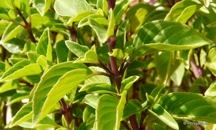 Ocimum basilicum L. var. thyrsiflorum BENTH.