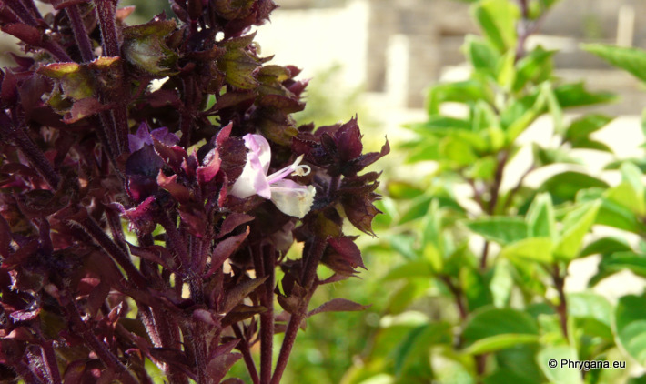 Ocimum basilicum L. var. thyrsiflorum BENTH.