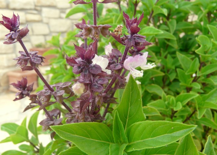 Ocimum basilicum L. var. thyrsiflorum BENTH.