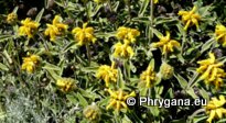 Phlomis cretica C. PRESL