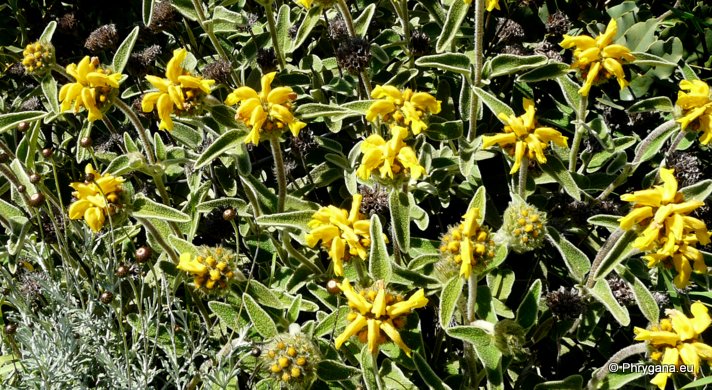 Phlomis cretica C. PRESL