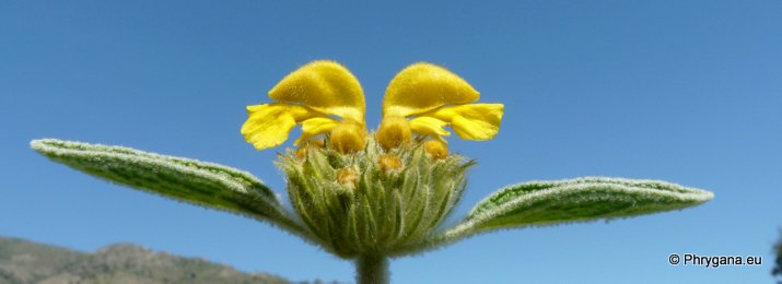 Phlomis cretica C. PRESL