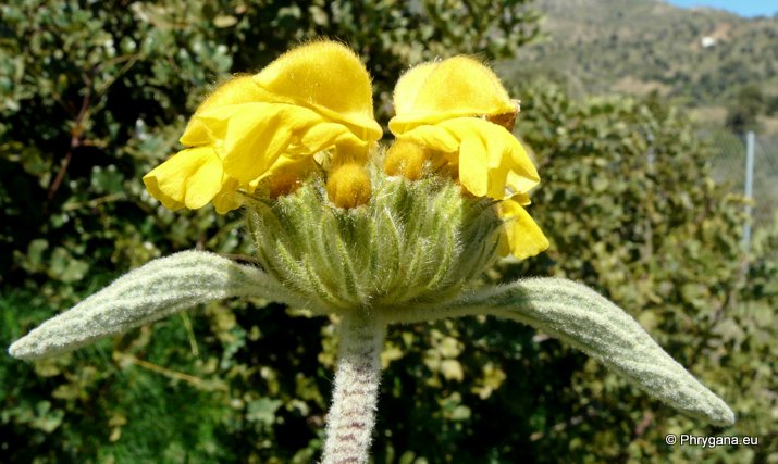 Phlomis cretica C. PRESL