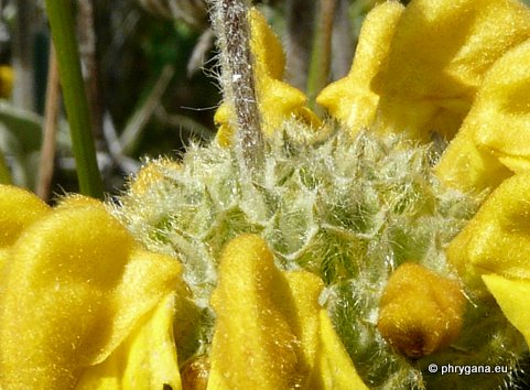 Phlomis cretica C. PRESL