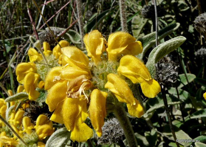 Phlomis cretica C. PRESL