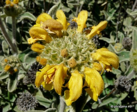 Phlomis cretica C. PRESL