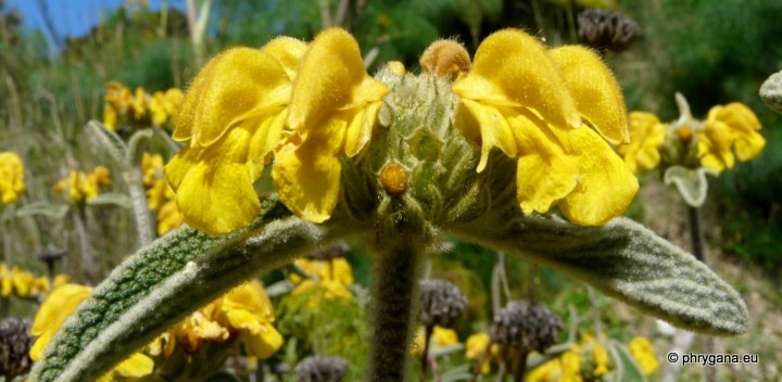 Phlomis cretica C. PRESL