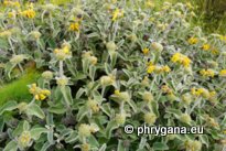 Phlomis cretica C. PRESL