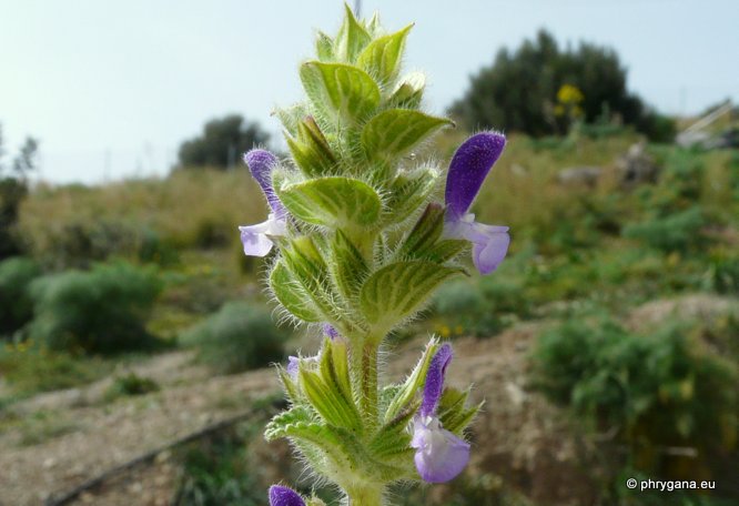 Salvia viridis L.