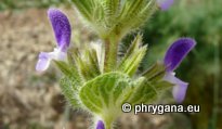 Salvia viridis L.