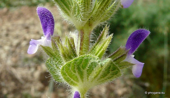 Salvia viridis L.