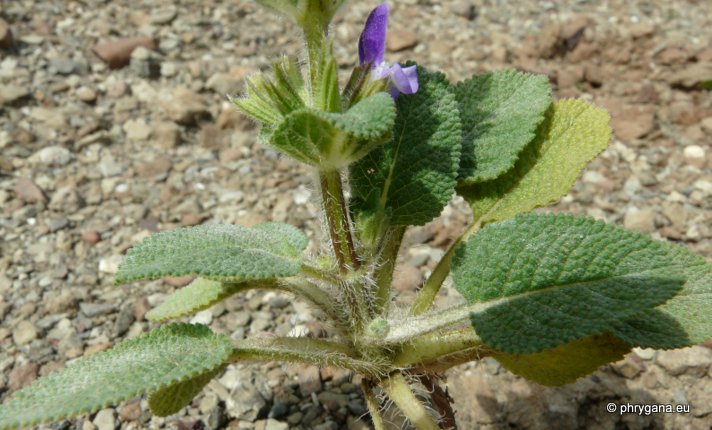 Salvia viridis L.