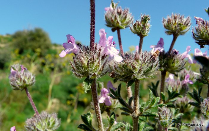 Satureja thymbra L.