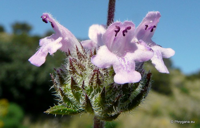 Satureja thymbra L.