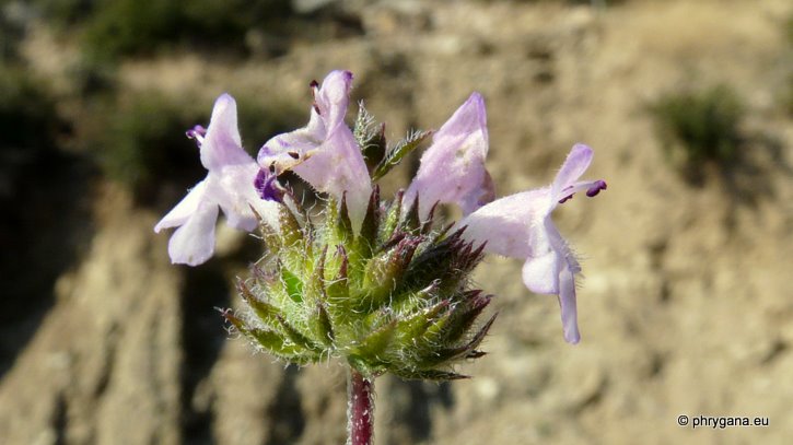 Satureja thymbra L.