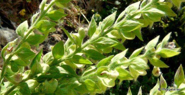 Scutellaria sieberi BENTH