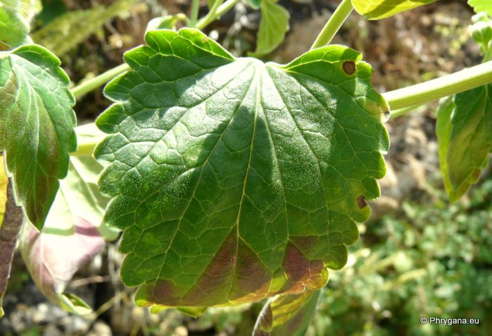 Scutellaria sieberi BENTH