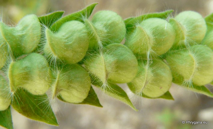 Scutellaria sieberi BENTH