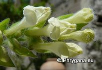 Scutellaria sieberi BENTH